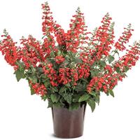 Unplugged Red Salvia
