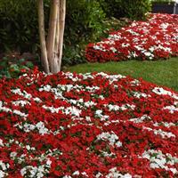 Beacon<sup>®</sup> Red White Mixture Impatiens