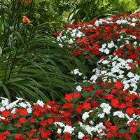 Beacon<sup>®</sup> Red White Mixture Impatiens