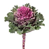 Empire Tekla Flowering Kale