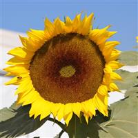 Orit Sunflower