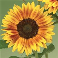 Ziggy Yellow Brown Bicolor Sunflower