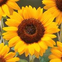 Premier Orange Sunflower