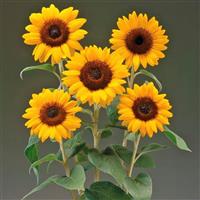 Premier Orange Sunflower