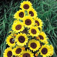 Premier Light Yellow Sunflower