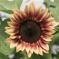 Pro Cut Plum Sunflower