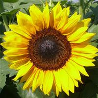 Pro Cut Brilliance Sunflower