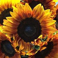 Pro Cut Bicolor DMR Sunflower
