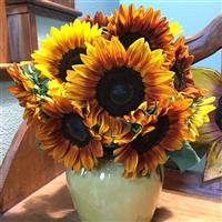Pro Cut Bicolor DMR Sunflower