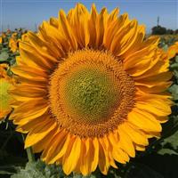 Pro Cut Gold Lite DMR Sunflower