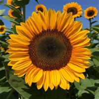 Pro Cut Orange Horizon Sunflower