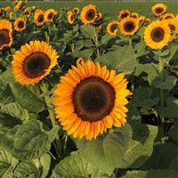 Pro Cut Orange Horizon Sunflower