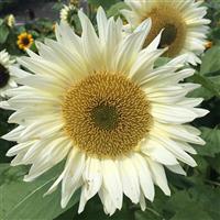 Pro Cut White Lite Sunflower