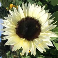 Pro Cut White Nite Sunflower
