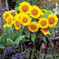 Sunrich Gold Sunflower