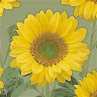 Sunrich Lime Sunflower