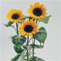 Sunrich Orange Sunflower