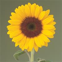 Sunrich Orange Summer Sunflower