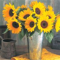 Sunrich Orange Summer Sunflower