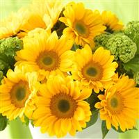 Sunrich Gold Summer Sunflower