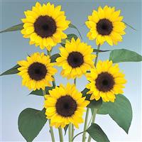 Sunrich Lemon Summer Sunflower