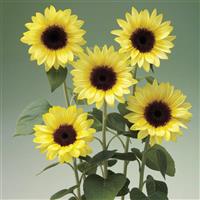 Sunrich Limoncello Summer Sunflower