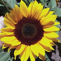Sunrich Orange DMR Sunflower