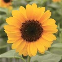 Sunrich Provence Summer Sunflower