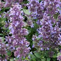 Nepeta faassenii Whispurr™ Blue