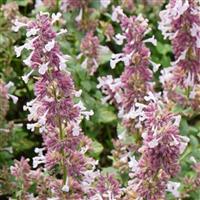 Nepeta faassenii Whispurr™ Pink