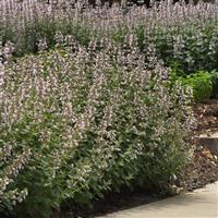 Nepeta faassenii Whispurr™ Pink