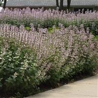 Nepeta faassenii Whispurr™ Pink