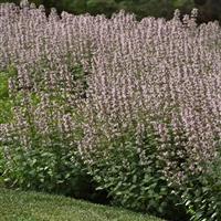 Nepeta faassenii Whispurr™ Pink