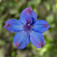 Delphinium Hunky Dory Blue