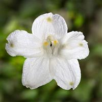 Delphinium Hunky Dory White