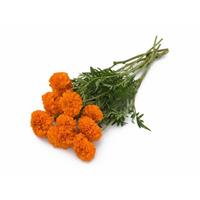Xochi™ Orange Marigold