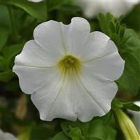 Headliner™ White 25 Petunia