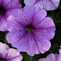Mirage™ Lavender Petunia