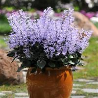 Mona Lavender Plectranthus