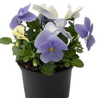 Admire Blue Heaven Viola