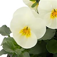 Admire Cream Viola