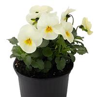 Admire Cream Viola