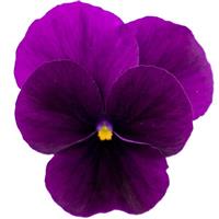 Admire Purple Viola