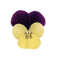 Admire Limoncello Purple Wing Viola