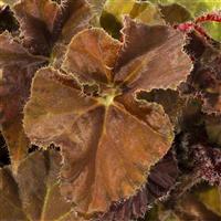 Dibs Amber Begonia