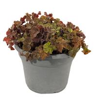 Dibs Amber Begonia