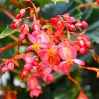 Raising Cane Rose Begonia