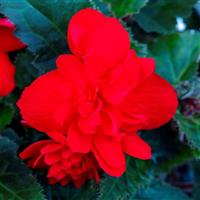 Beaugonia Cherry Luxe Begonia