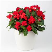 Beaugonia Cherry Luxe Begonia