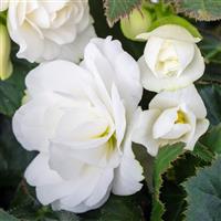 Beaugonia Crème Fraiche Begonia